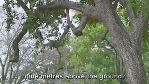 Breaking: The leopard leapt down from the heights to hunt#wildlife #animals #sho
