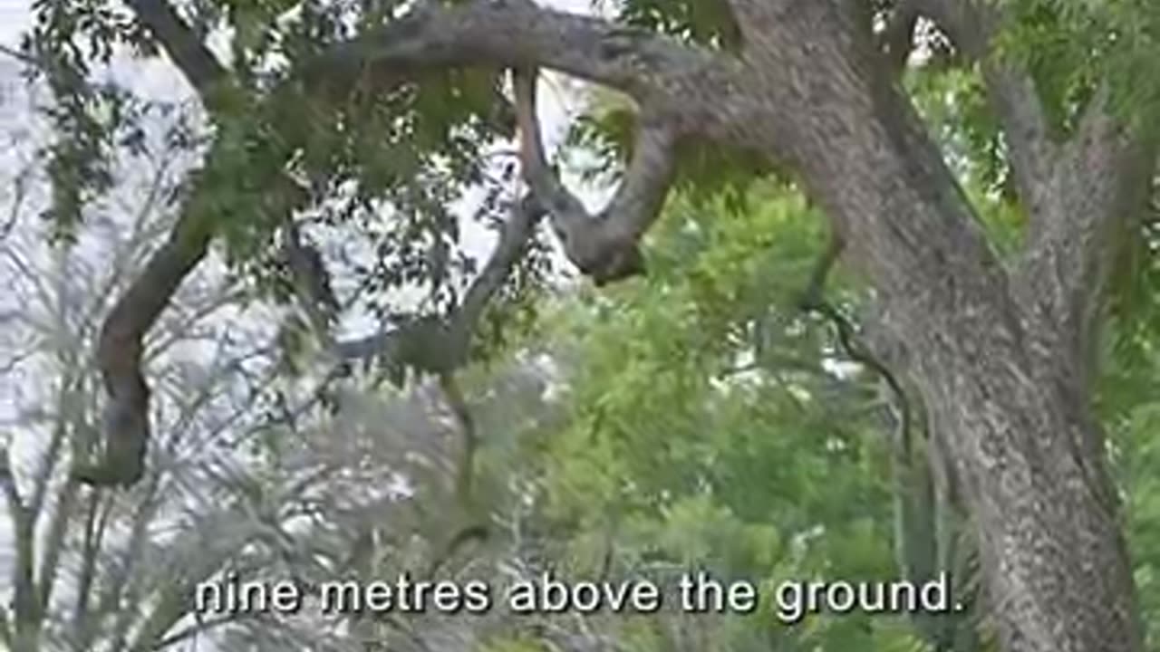 Breaking: The leopard leapt down from the heights to hunt#wildlife #animals #sho
