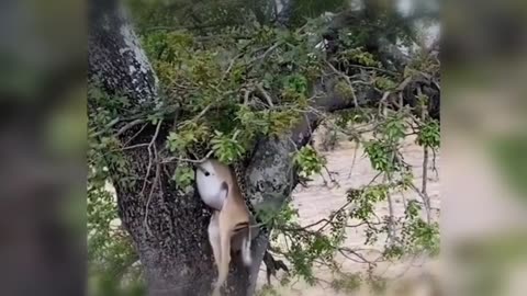 Hyena Steals Leopard’s Kill in Daring Heist 😱🦴 | Jungle Rules EXPOSED!