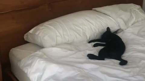 Uninvited Guest Sneaks Into Hotel room 😍