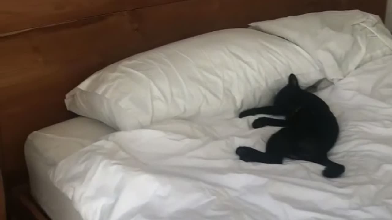 Uninvited Guest Sneaks Into Hotel room 😍