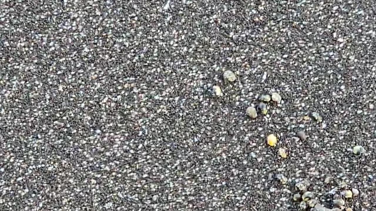 1/16/25. Thousands of dead little fish?