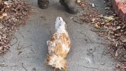 Hipnotiza A Un Pollo Fácilmente 🐔
