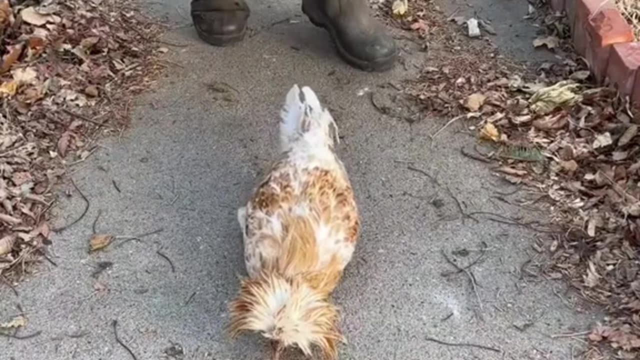 Hipnotiza A Un Pollo Fácilmente 🐔