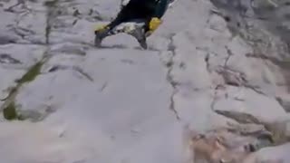 Bro used a carpet instead of a wing suit to base jump