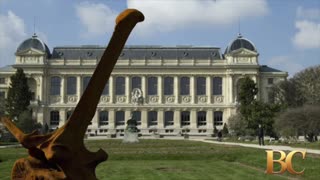 Woman arrested over theft of gold worth $1.7 million from Paris Natural History Museum