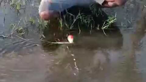 Viral: Viral fish hunting #hand fishing #Shorts video