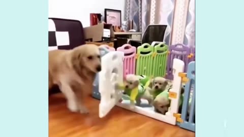 Dogs and Puppies Comedy Videos all Parts in english 😅😂🤣