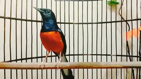 The Magpie Robin