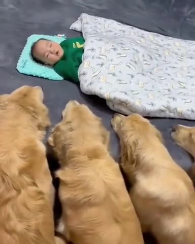 Protected by golden retrievers 😊