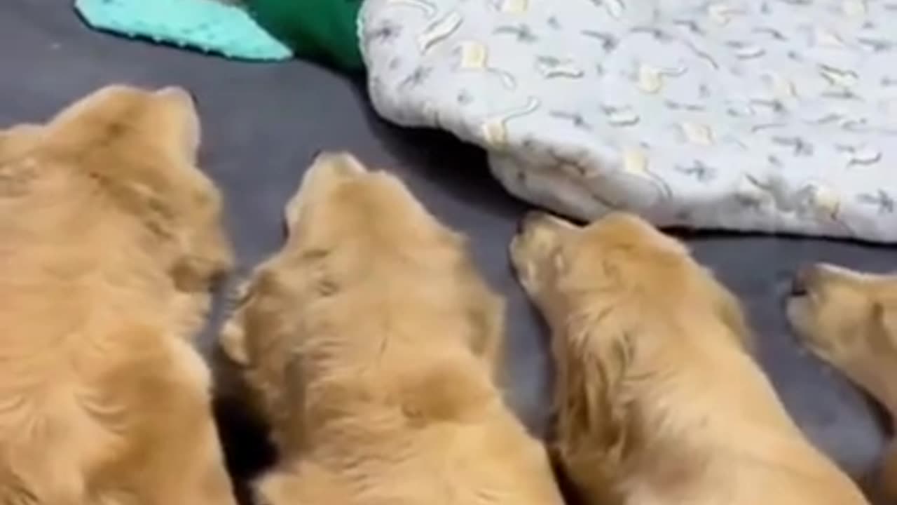 Protected by golden retrievers 😊