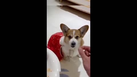 Cute and Funny Animals Compilation 2025 🐾😂