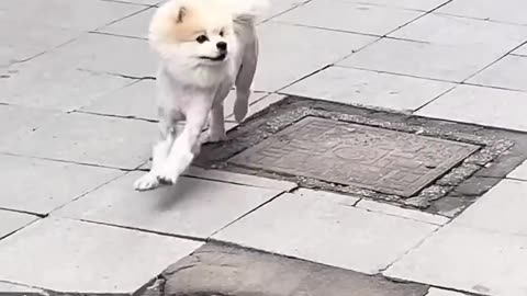 Who's Really The Animal? 🤭😂😂😂