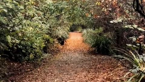 The Courage to Walk Your Own Path | Be Brave, Start Today