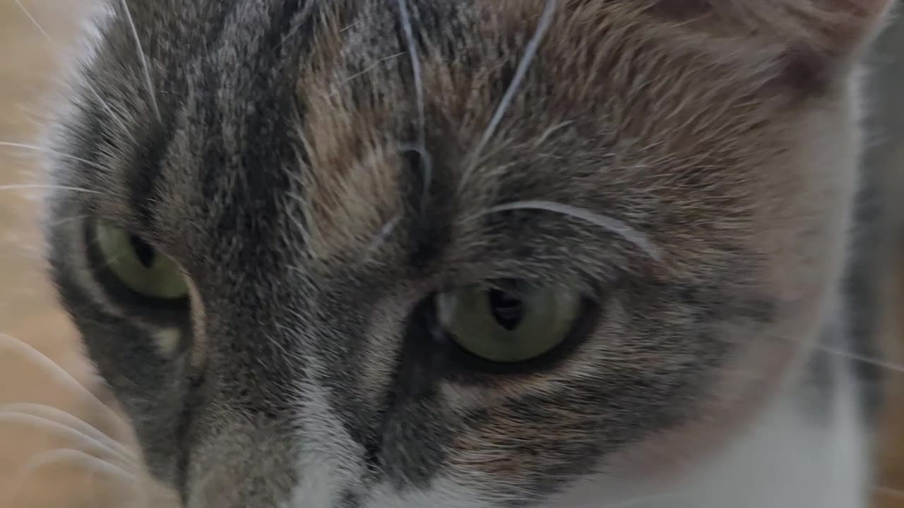 Miss Kitty.