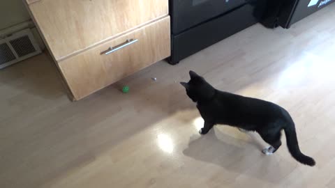 Cookie Cutter The Cat Playing With Plastic Ball With Bell Inside, Dbn, MI, 4/4/25