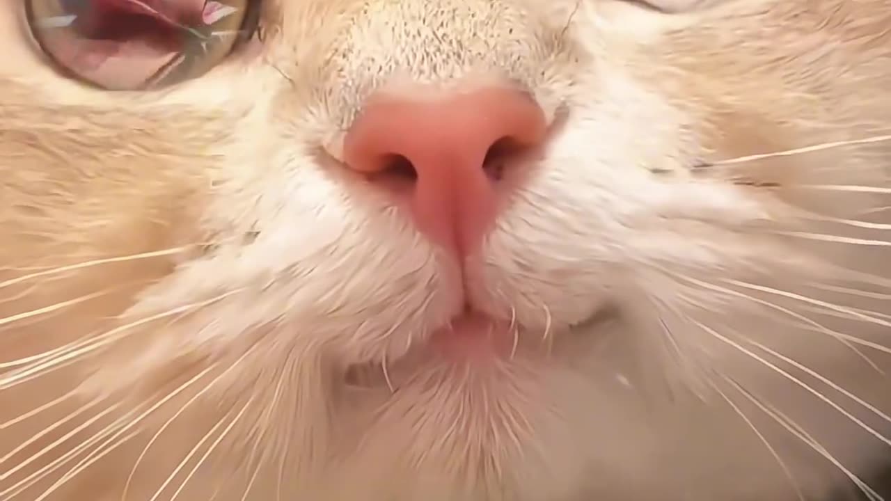 cute cat