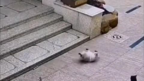 When You Try to Be Cool… But Gravity Wins 😂🐱
