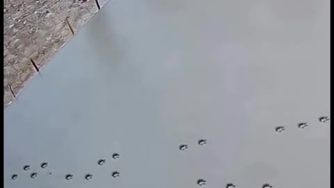 Custom paw imprint concrete service 🤣