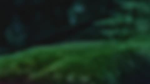 WAV - Next Homeplay Soundz