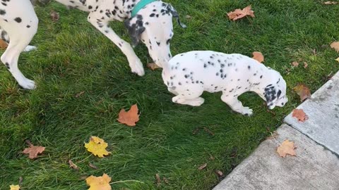 Mama Dalmatian plays with singleton son.
