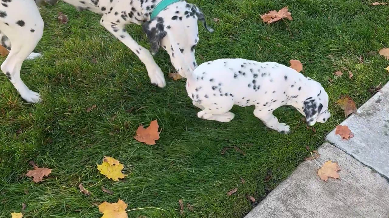 Mama Dalmatian plays with singleton son.