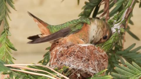 Female Hummingbird Carefully Crafts Nest