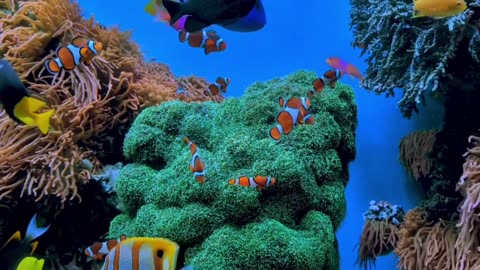 1 Hour Relaxing Aquarium 🐠 | Tropical Fish & Calming Bubbly Water Sounds for Sleep & Stress Relief