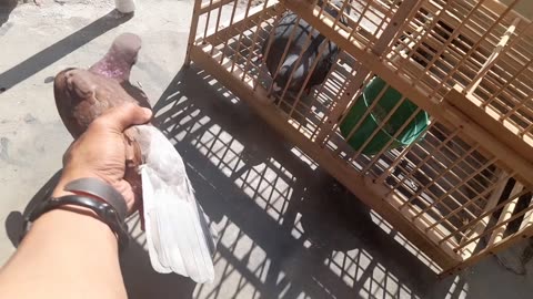 Daily Routine with My Pigeons