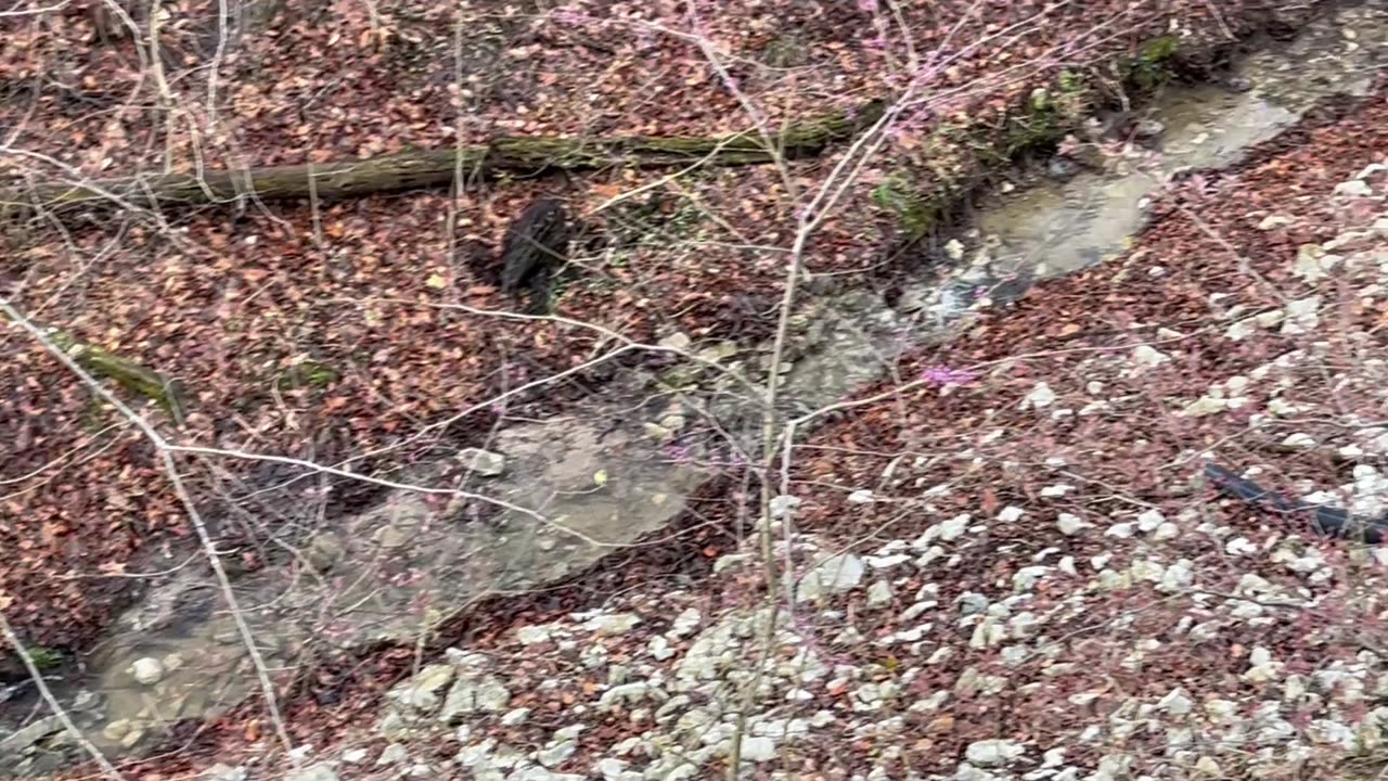 April 3, 2025 - My Creek After a Heavy Rainstorm
