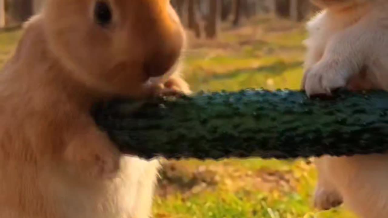 A human cub kisses a beautiful cock.
