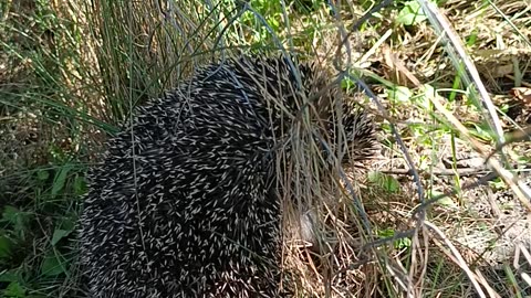 Hedgehog on a quest