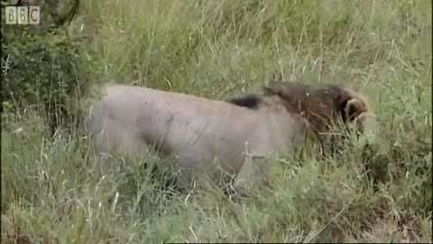 ‎Simba Under Attack | Big Cat Diary | BBC Earth