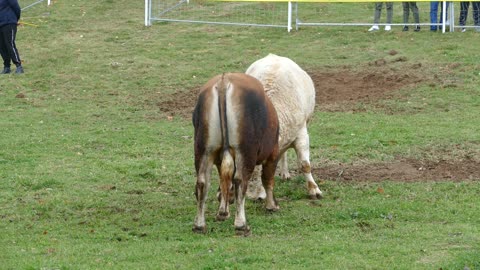 Bijeli od Šahmana vs Jelenko od Travara Dar Mar 2025