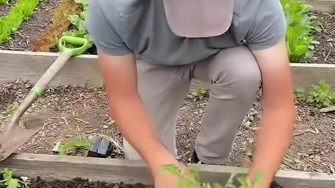 Plant Your Tomatoes Like THIS! #gardening #garden #tomato #gardentips #shorts