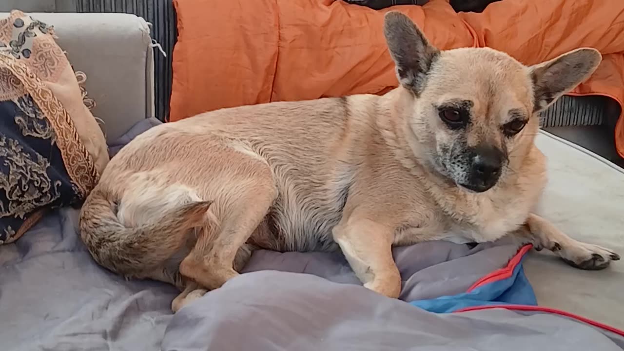 Girl scout cookie flavour smoking alternative