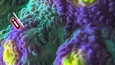 WHO’S THAT CORAL?! 🪸 Test Your Reef Knowledge! (Episode 1)