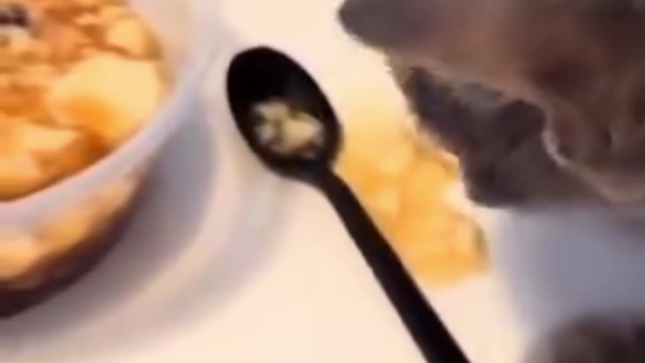 The Feline Funnies – Purrfection in Every Laugh! 😹🎭