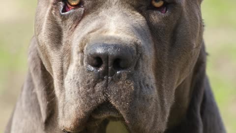 Curso Detentores De Cães Perigosos Ou Potencialmente Perigosos