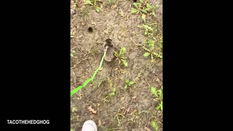 Animals Being Overly Dramatic 😂 | Best Funny Animal Clips 2025