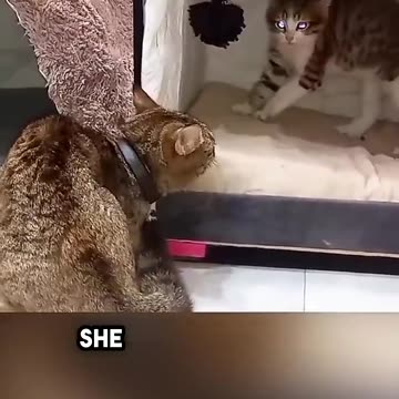 This Mother Cat Had the Perfect Response 🐱❤️ | Scared Kitten Comforted | Watch Till the End!