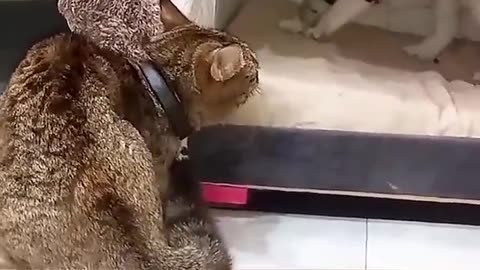This Mother Cat Had the Perfect Response 🐱❤️ | Scared Kitten Comforted | Watch Till the End!