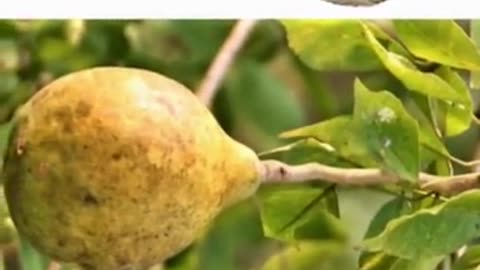 Four great benefits of eating Bael Fruit