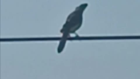 Blue Jay