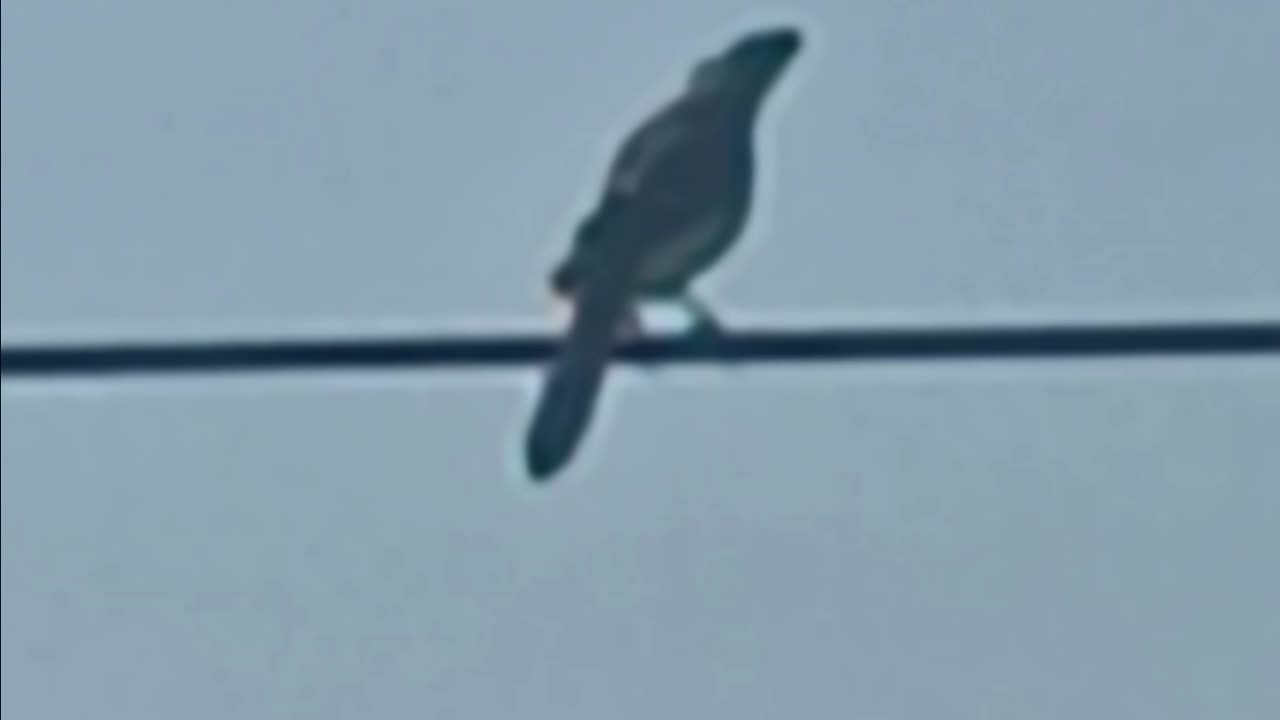 Blue Jay