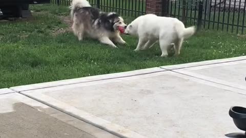 Funny pets #fyp #dabke #huskydancing #funnyvideos #dogs #funnypets #funny #husky #viral