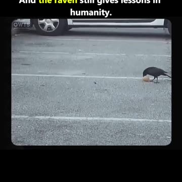 And the raven still gives lessons in humanity. 🖤