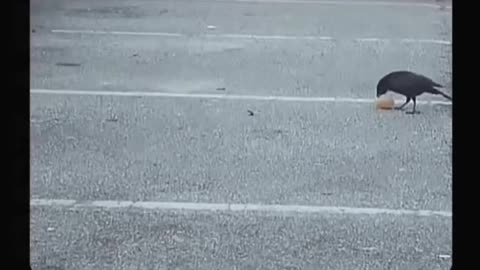 And the raven still gives lessons in humanity. 🖤