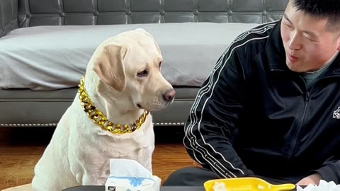 狗狗：帮你忙了还不给我吃的？那就别怪我了Dog: You won't give me food if you help you?