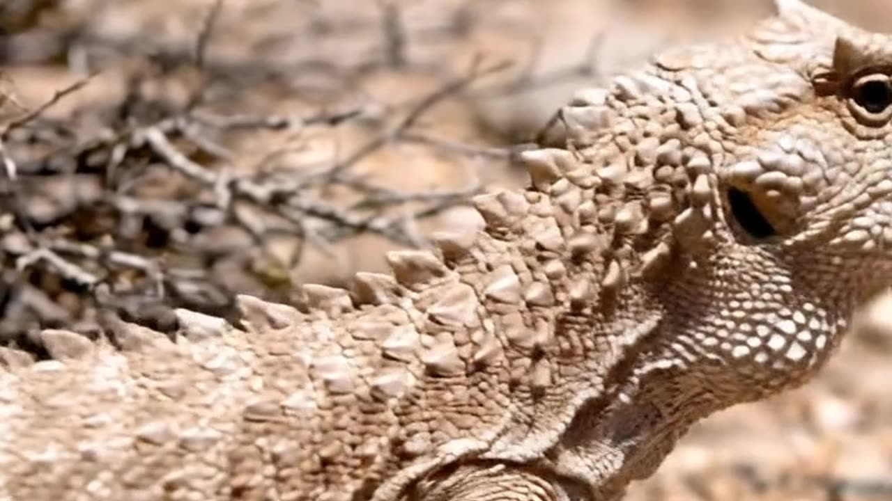 Bearded agama